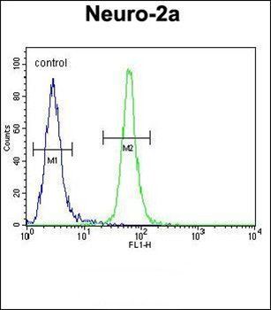 TMEM65 antibody