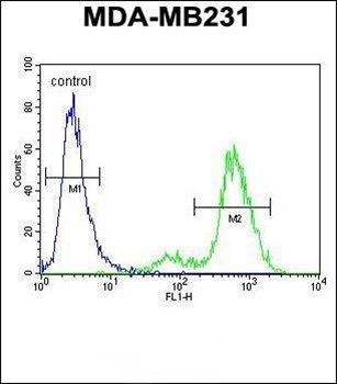 SYCE2 antibody