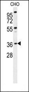 DEM1 antibody