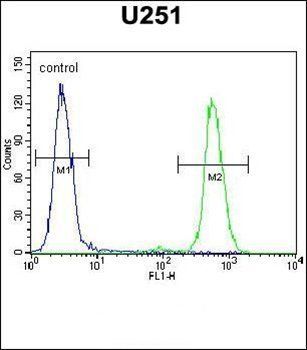 CMKOR1 antibody