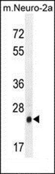 AP3S1 antibody