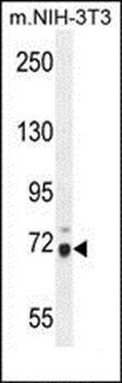 WDR76 antibody