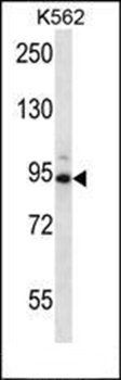 CCNT1 antibody