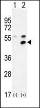 MPP1 antibody