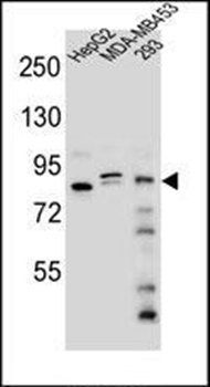 KIAA1310 antibody