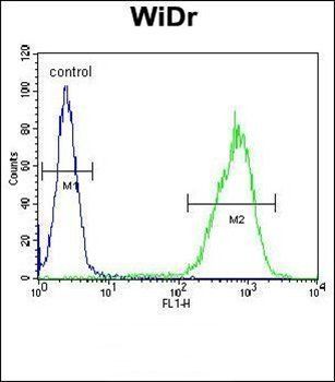 GSDMC antibody