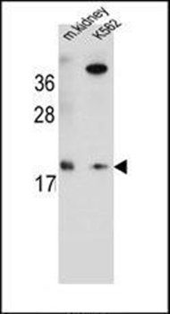 RN185 antibody