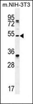 TAPT1 antibody