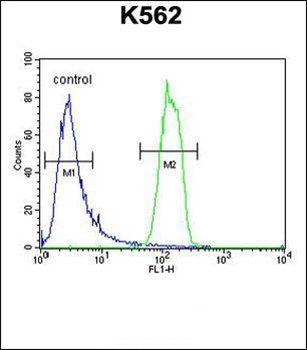 OR2M3 antibody