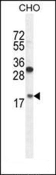 RPL27A antibody
