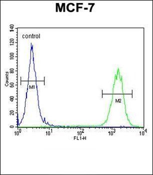 CTDSPL2 antibody