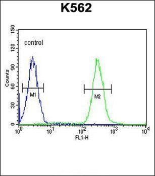TNFAIP8 antibody