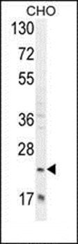 RILPL2 antibody