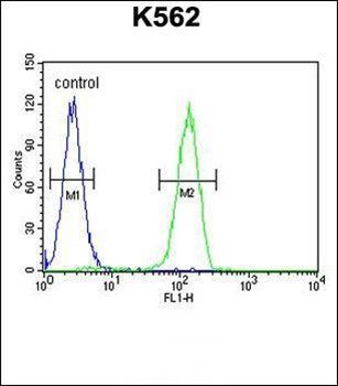 LARS2 antibody