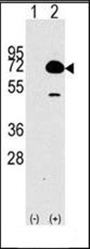 HDAC10 antibody