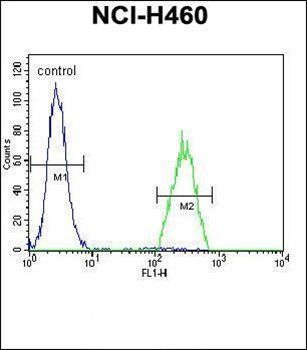 B3GALT5 antibody