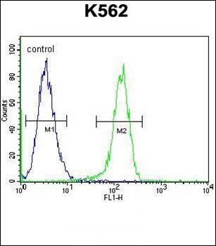 MYO19 antibody