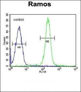 TTC9C antibody