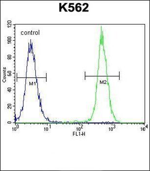 KRT25 antibody