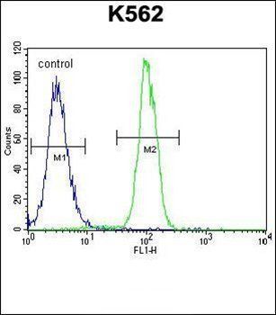 ZNF619 antibody