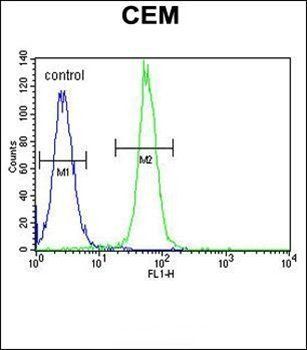 ARL8 antibody
