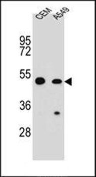 COP1 antibody