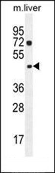 NIPAL1 antibody