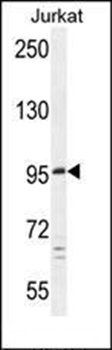 C6orf138 antibody
