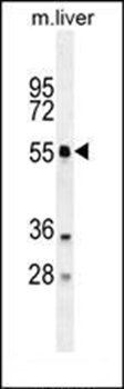 ATG4D antibody