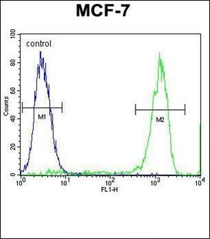 TMEM132E antibody