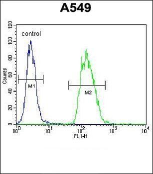 TRIM43 antibody