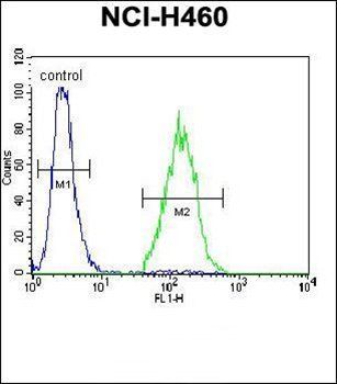 ARL17P1 antibody