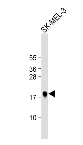 MART-1/Melan-A antibody