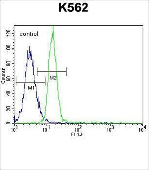 PTPN20A antibody