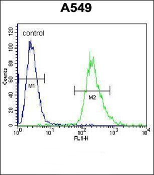 PRR19 antibody