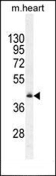 RMD1 antibody
