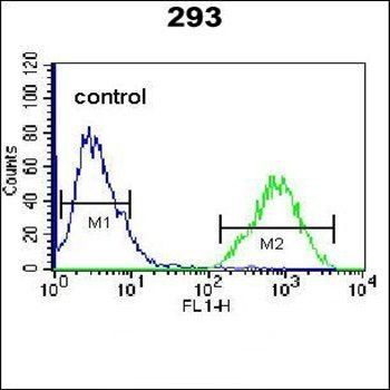 TFAP4 antibody