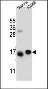 EIF5AL1 antibody