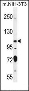 SPECC1 antibody