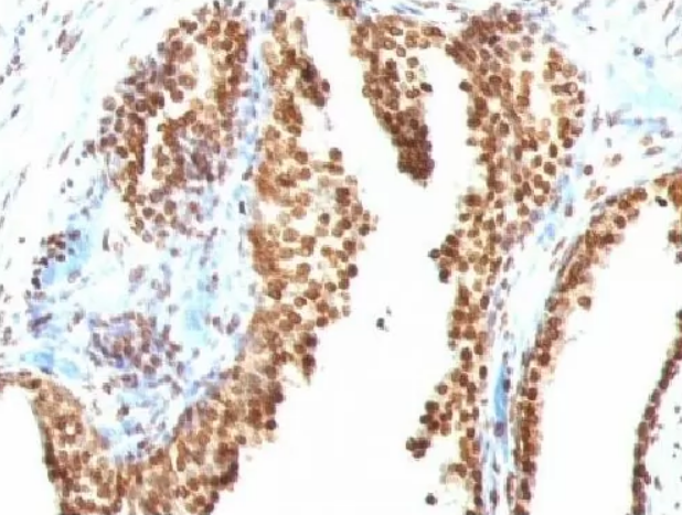 Mouse Double stranded DNA, clone AE-2 (Monoclonal) Antibody