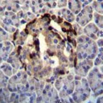 STXBP3 antibody