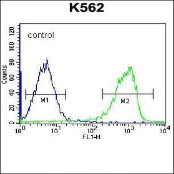 ZNF623 antibody
