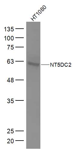 NT5DC2 antibody
