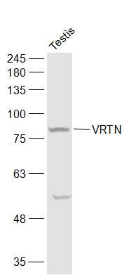 VRTN antibody