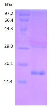 CD8a protein