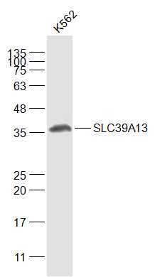 SLC39A13 antibody