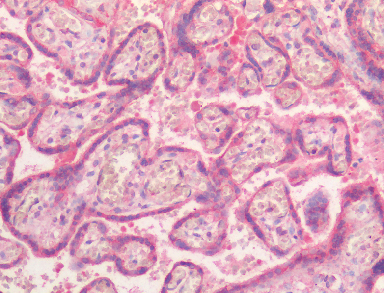 Goat anti-NR5A2 / LRH1 (aa328-338) Antibody