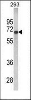 GPC4 antibody