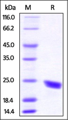 Mouse CD40 Ligand Protein, His Tag