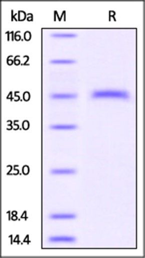 Mouse CD3 epsilon Protein, Fc Tag